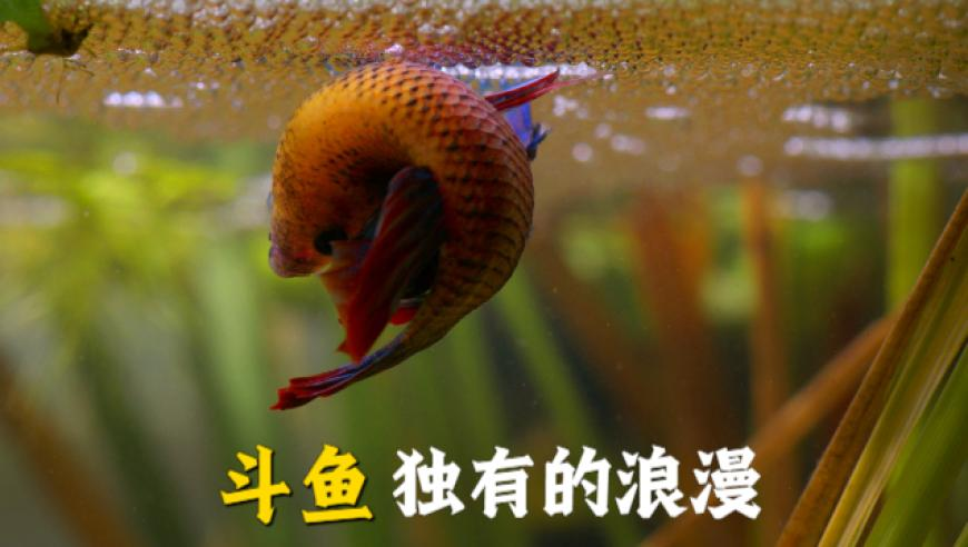 19岁妹妹替哥哥拜堂,澳门马会开奖免费资料,动态词语解释落实_户外版V15.47